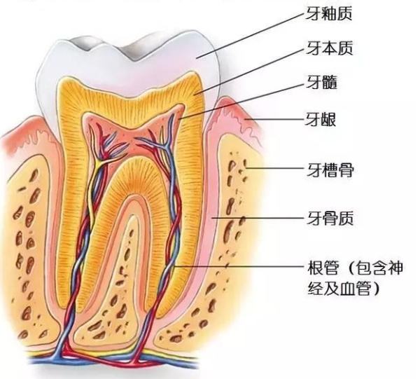 牙齿结构、根管治疗